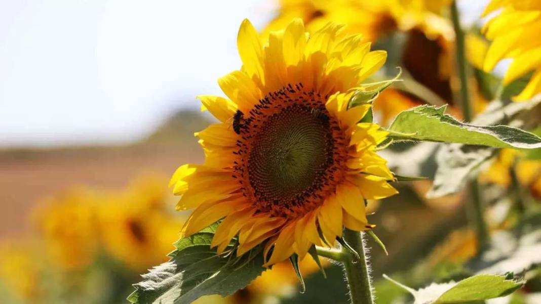 Arılar üzerinize akın edebilir! Bu bitkilerin ne kolonyasını kullanın ne parfümünü, işte arıları  üzerinize çeken o kokular 4